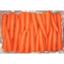 High quality fresh carrot
